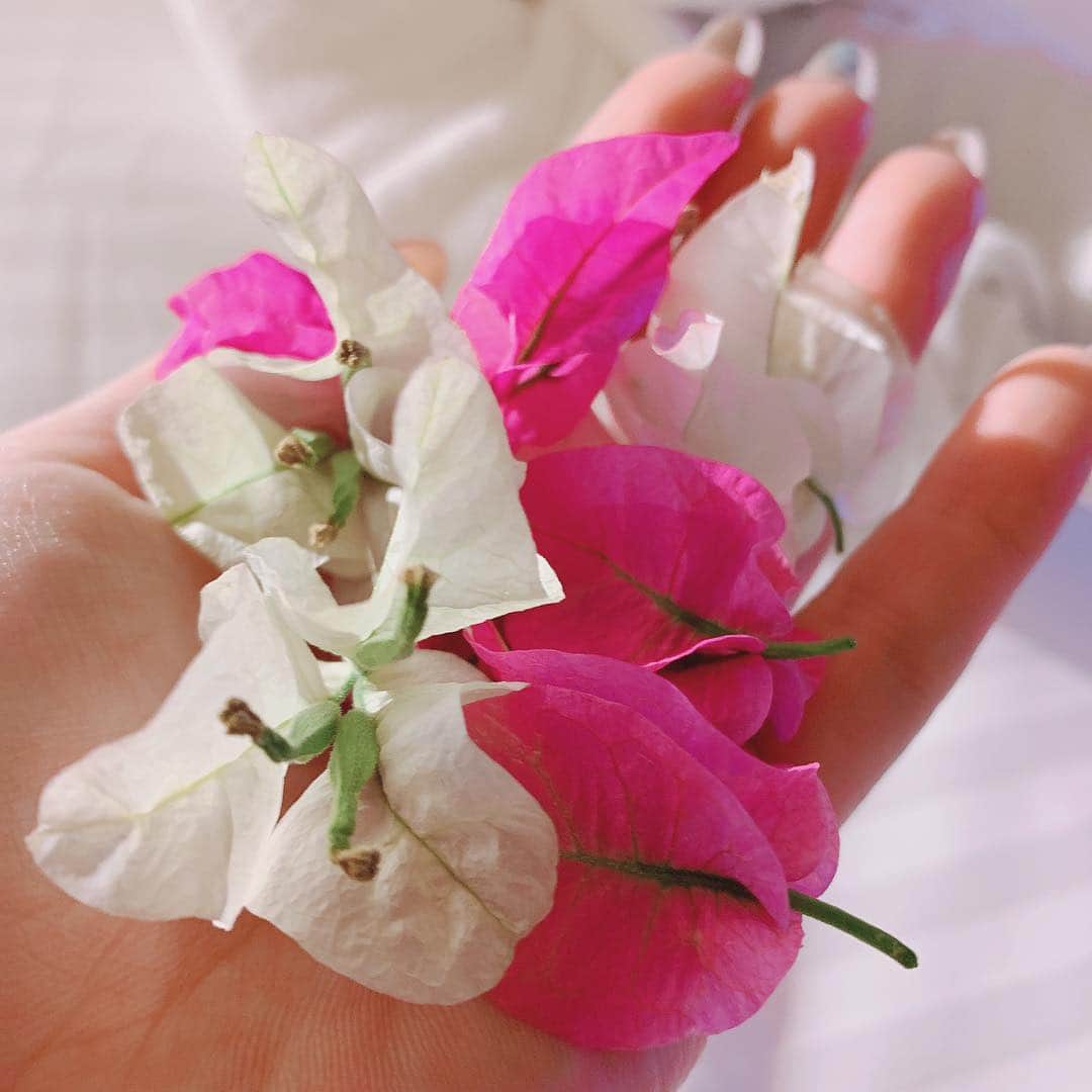 関根理紗さんのインスタグラム写真 - (関根理紗Instagram)「Day1 プルメリアの赤いバージョンらしい！すごくいい香り🌸  ハネムーンなのかなって思うようなお花がベッドの上に並んでて、タオルがイッヌになってました。  スリランカ🇱🇰vlogあげるの楽しみ！」4月11日 13時29分 - sekine.risa