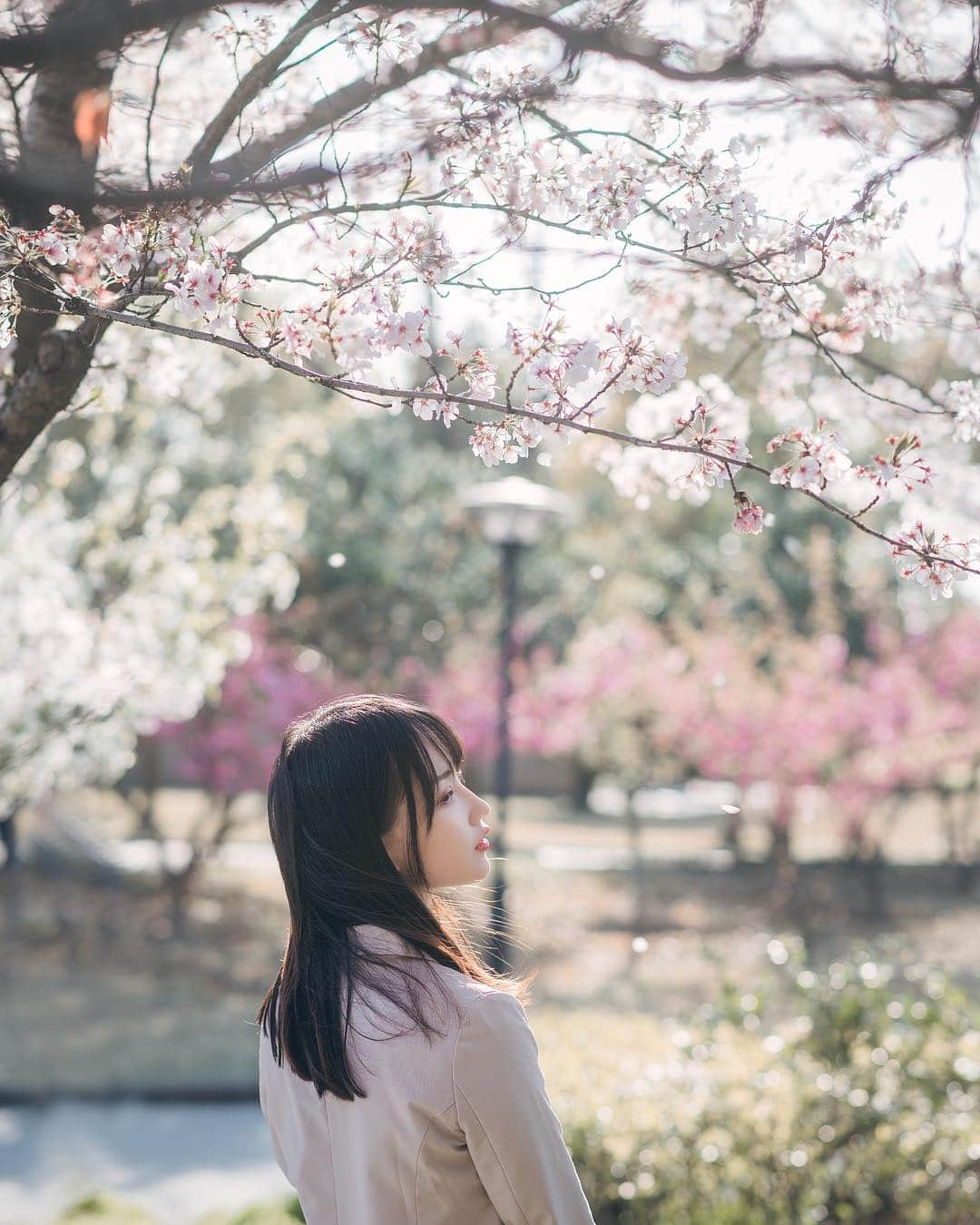 犬神洛洛子さんのインスタグラム写真 - (犬神洛洛子Instagram)「今年的樱花合集🌸」4月11日 13時39分 - rakukoo