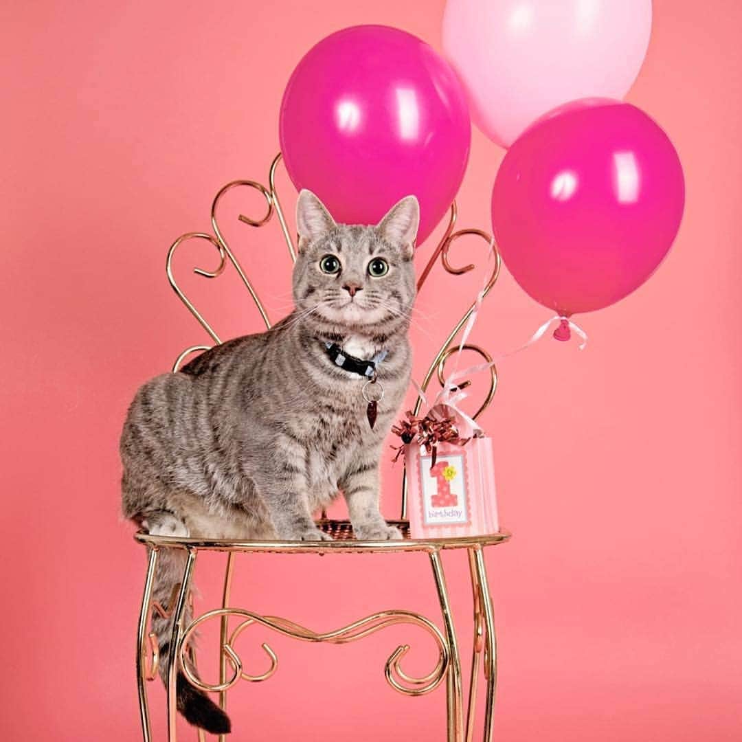 Aww Clubさんのインスタグラム写真 - (Aww ClubInstagram)「Fiona is turning 1 🎉🎊 Happy birthday sweetheart 📷@wildcatfiona  Tag #meowedbirthday let us celebrate this meowmorable moment with you 😺  #meowed #wildcatfiona #fiona #meowedmodel #meowdel #meowedbirthday #happybirthday」4月11日 13時41分 - meowed