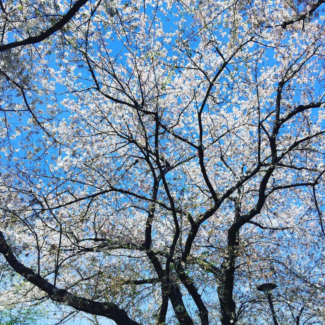 山内圭哉さんのインスタグラム写真 - (山内圭哉Instagram)「緑が混じってきたね。」4月11日 13時54分 - yamauchi_takaya