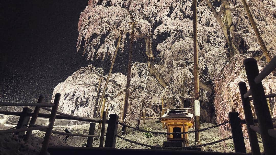 Rediscover Fukushimaさんのインスタグラム写真 - (Rediscover FukushimaInstagram)「Takizakura, 1000 year old cherry blossom tree in Miharu Town. Photo taken last night 🌸❄️🌸 snow + cherry blossom makes for an amazing photograph」4月11日 14時02分 - rediscoverfukushima