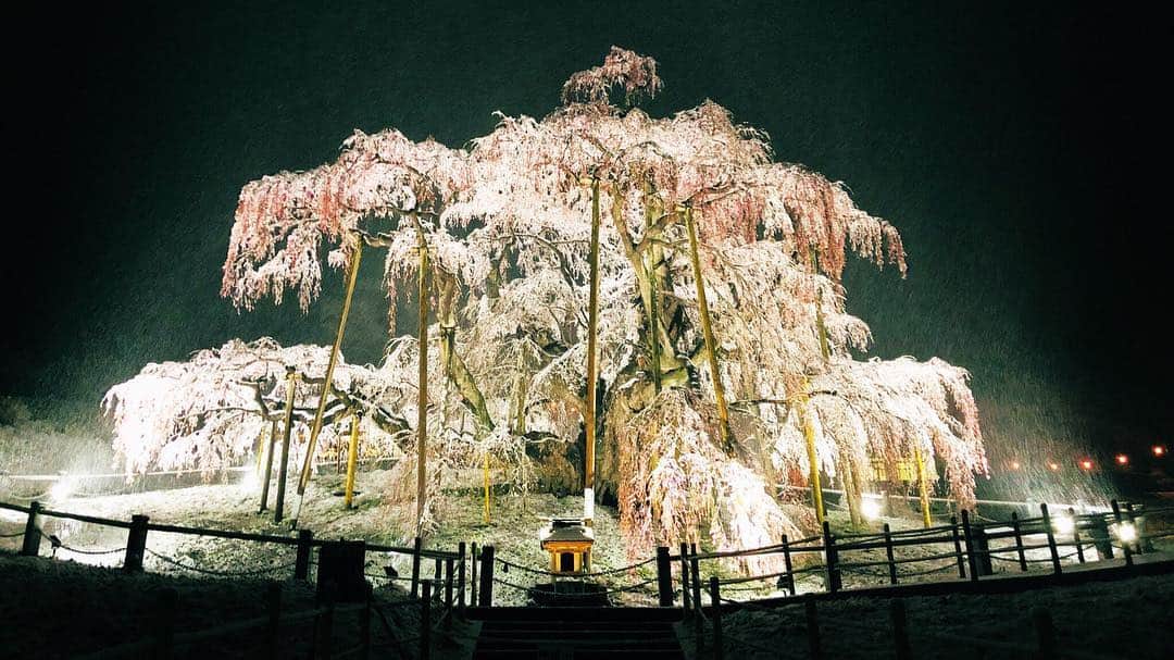 Rediscover Fukushimaさんのインスタグラム写真 - (Rediscover FukushimaInstagram)「Takizakura, 1000 year old cherry blossom tree in Miharu Town. Photo taken last night 🌸❄️🌸 snow + cherry blossom makes for an amazing photograph」4月11日 14時02分 - rediscoverfukushima