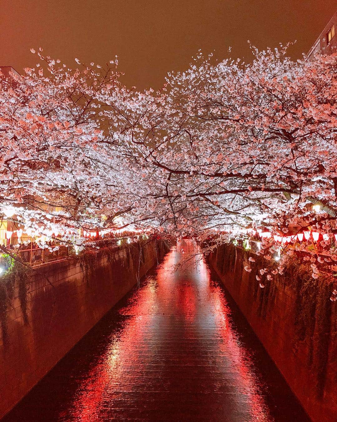 かにゃさんのインスタグラム写真 - (かにゃInstagram)「Sakura🌸Japan . . #桜 #春 #さくら #サクラ #夜桜 #花 #東京 #日本 #桜🌸 #さくら🌸 #🌸 #綺麗 #sakura #sakura🌸 #cherryblossom #cherryblossoms #spring #beautiful #tokyo #japan」4月11日 14時08分 - kanya_435
