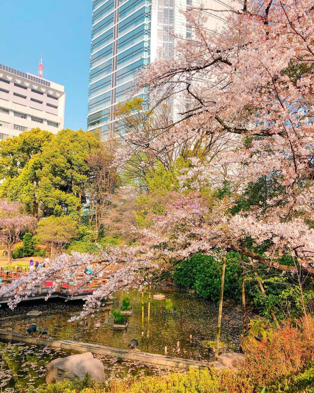 かにゃさんのインスタグラム写真 - (かにゃInstagram)「Sakura🌸Japan . . #桜 #春 #さくら #サクラ #夜桜 #花 #東京 #日本 #桜🌸 #さくら🌸 #🌸 #綺麗 #sakura #sakura🌸 #cherryblossom #cherryblossoms #spring #beautiful #tokyo #japan」4月11日 14時08分 - kanya_435