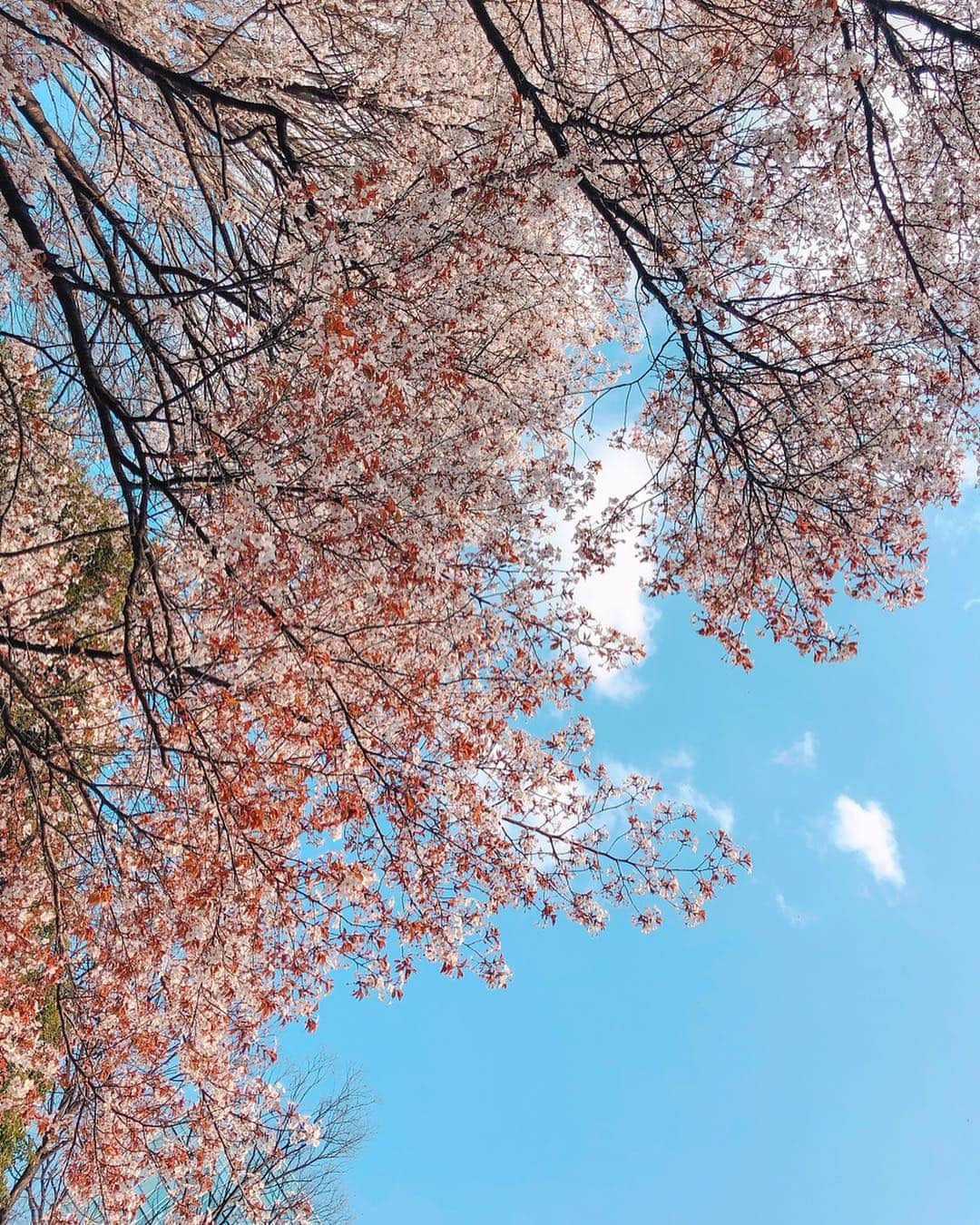 かにゃさんのインスタグラム写真 - (かにゃInstagram)「Sakura🌸Japan . . #桜 #春 #さくら #サクラ #夜桜 #花 #東京 #日本 #桜🌸 #さくら🌸 #🌸 #綺麗 #sakura #sakura🌸 #cherryblossom #cherryblossoms #spring #beautiful #tokyo #japan」4月11日 14時08分 - kanya_435