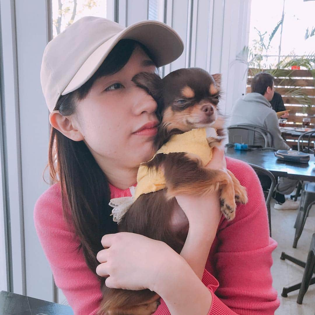 片山陽加さんのインスタグラム写真 - (片山陽加Instagram)「久々にカカオさん🐶 みるかかちゃんは @milcaca_6 に気まぐれUPしてます♪ お稽古前にちあきさんとカフェへ 先月と今月はちあきさんと 一番会っている気が！！！笑 カカオと共々かまってもらえて 嬉しい😆😆😆笑 おんなじ半目しちゃうあたりが 親子だなとwww それではお稽古行ってきます！！ #かか茶 #ちあきさん📸  #チワワ #チョコタン #ロングコートチワワ #ランチ #rcafe192」4月11日 14時18分 - haachandyoo