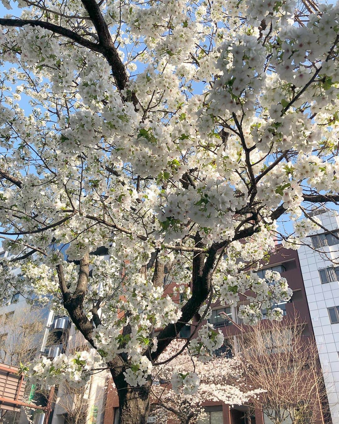 うえむらちかさんのインスタグラム写真 - (うえむらちかInstagram)「疲れた時は今年の桜を見て癒されましょう🌸 . 千鳥ヶ淵公園にお花見に行ってきた時の写真を載せますね📸 . photo by ☞ RaiN  桜の季節になると、桜グッズもたくさん出るので集めるのが楽しいです☺️ . @areti_jp の #シャンプー #トリートメント #化粧水 はボトルが桜のかたちになっていてお風呂やお風呂上がりも春気分🌸 . 化粧水の#うる肌レシピローション には #美肌菌 が配合されていて、肌トラブルの原因である皮脂を食べて、代わりに保湿成分を生み出してくれるんだそう♪  どんどん培養していこうと思います笑  あー！ 早くあったかくなって欲しいなあ☀️ .  #桜 #千鳥ヶ淵 #お花見 #トライアクティブシャンプー  #トライアクティブトリートメント  #アレティ #Areti #化粧水 #ローション #うる肌レシピ #L1709 #美容すきな人と繋がりたい #写真好きな人と繋がりたい」4月11日 14時24分 - uemurachika