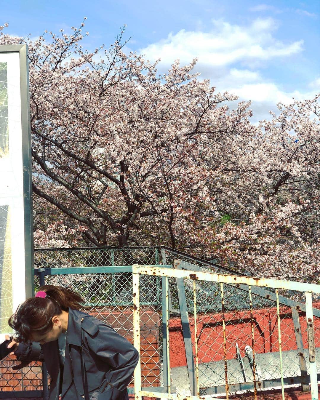 小春さんのインスタグラム写真 - (小春Instagram)「桜そろそろ終わりだね〜 #姉カメラ」4月11日 14時24分 - suttokodokkoiii