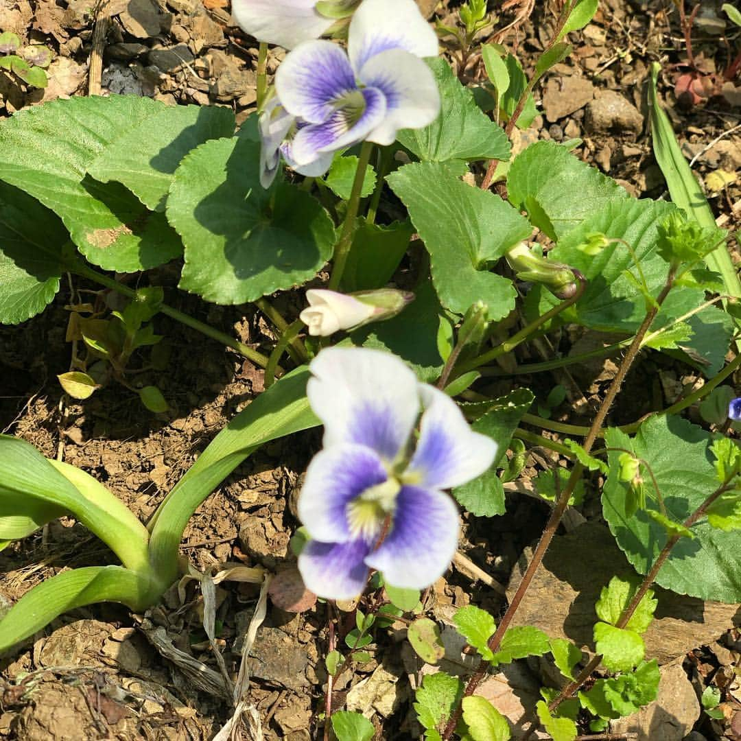 鳳真由さんのインスタグラム写真 - (鳳真由Instagram)「またまた日曜日は登山！  桜はまだ蕾の部分が多かったけれど 高尾山、城山、景信山と頑張りました。  傍に咲いている何種類ものスミレが可愛くて、しんどくて意識が朦朧としている時にも癒されましたね。  途中のお茶屋さんで買ったラムネ、 美味しい空気の中で一気飲みしたら最高でした❤️ #登山 #高尾山 #城山 #景信山」4月11日 14時49分 - ootorispecialpanic