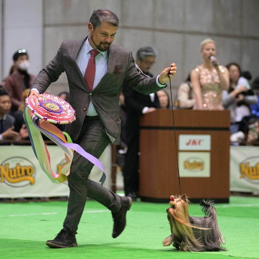 The Japan Timesさんのインスタグラム写真 - (The Japan TimesInstagram)「People from around the world gathered for the annual FCI Japan International Dog Show being held at Tokyo Big Sight from March 30 to 31. The event is the biggest dog show in Japan, with 2,201 canines representing 134 different breeds at this year’s edition, which marks the 70th anniversary of the foundation of the Japan Kennel Club. "They must have a normal life," says handler and trainer Sergio Amien. "They have to be able to go outside and run around. That’s very important. Many people think that dog shows give dogs a hard life, but his life is easy.” Read the full story and see the video with the link in our bio. (@ryuseitakahashi217 photos) . . . . . . #Japan #Tokyo #dogs #dogshow #dogsofinstagram #dogstagram #dog #doggo #日本 #東京 #犬 #犬のいる生活 #ドッグ #🐩」4月11日 14時56分 - thejapantimes