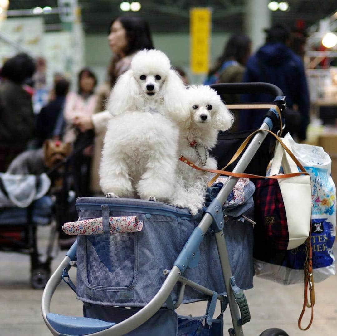 The Japan Timesさんのインスタグラム写真 - (The Japan TimesInstagram)「People from around the world gathered for the annual FCI Japan International Dog Show being held at Tokyo Big Sight from March 30 to 31. The event is the biggest dog show in Japan, with 2,201 canines representing 134 different breeds at this year’s edition, which marks the 70th anniversary of the foundation of the Japan Kennel Club. "They must have a normal life," says handler and trainer Sergio Amien. "They have to be able to go outside and run around. That’s very important. Many people think that dog shows give dogs a hard life, but his life is easy.” Read the full story and see the video with the link in our bio. (@ryuseitakahashi217 photos) . . . . . . #Japan #Tokyo #dogs #dogshow #dogsofinstagram #dogstagram #dog #doggo #日本 #東京 #犬 #犬のいる生活 #ドッグ #🐩」4月11日 14時56分 - thejapantimes