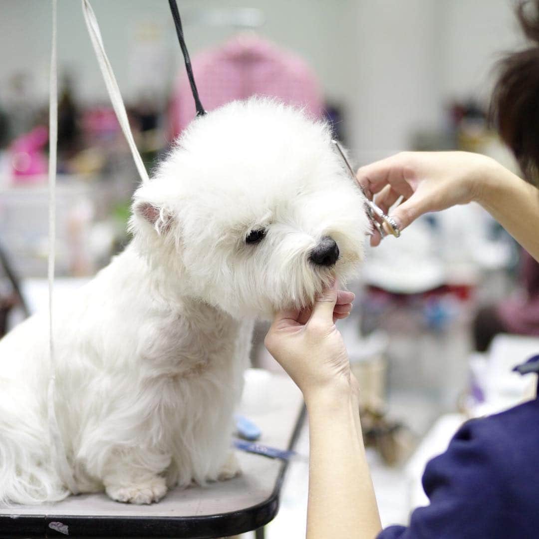 The Japan Timesさんのインスタグラム写真 - (The Japan TimesInstagram)「People from around the world gathered for the annual FCI Japan International Dog Show being held at Tokyo Big Sight from March 30 to 31. The event is the biggest dog show in Japan, with 2,201 canines representing 134 different breeds at this year’s edition, which marks the 70th anniversary of the foundation of the Japan Kennel Club. "They must have a normal life," says handler and trainer Sergio Amien. "They have to be able to go outside and run around. That’s very important. Many people think that dog shows give dogs a hard life, but his life is easy.” Read the full story and see the video with the link in our bio. (@ryuseitakahashi217 photos) . . . . . . #Japan #Tokyo #dogs #dogshow #dogsofinstagram #dogstagram #dog #doggo #日本 #東京 #犬 #犬のいる生活 #ドッグ #🐩」4月11日 14時56分 - thejapantimes