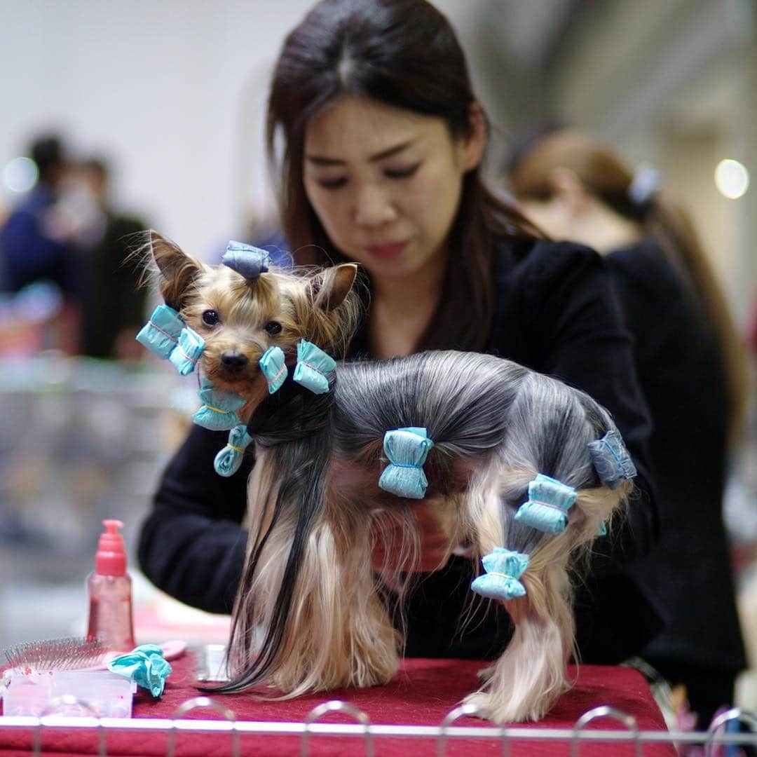 The Japan Timesさんのインスタグラム写真 - (The Japan TimesInstagram)「People from around the world gathered for the annual FCI Japan International Dog Show being held at Tokyo Big Sight from March 30 to 31. The event is the biggest dog show in Japan, with 2,201 canines representing 134 different breeds at this year’s edition, which marks the 70th anniversary of the foundation of the Japan Kennel Club. "They must have a normal life," says handler and trainer Sergio Amien. "They have to be able to go outside and run around. That’s very important. Many people think that dog shows give dogs a hard life, but his life is easy.” Read the full story and see the video with the link in our bio. (@ryuseitakahashi217 photos) . . . . . . #Japan #Tokyo #dogs #dogshow #dogsofinstagram #dogstagram #dog #doggo #日本 #東京 #犬 #犬のいる生活 #ドッグ #🐩」4月11日 14時56分 - thejapantimes