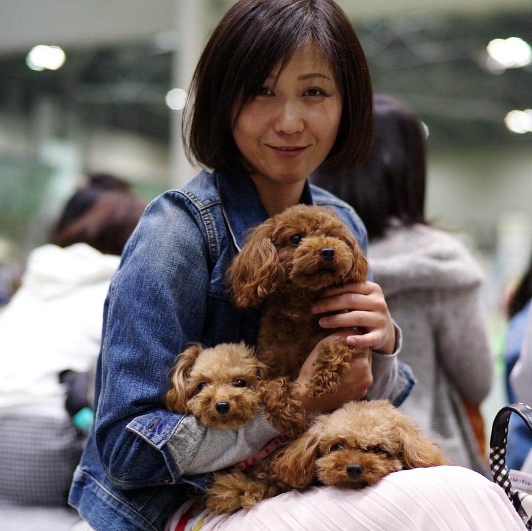 The Japan Timesさんのインスタグラム写真 - (The Japan TimesInstagram)「People from around the world gathered for the annual FCI Japan International Dog Show being held at Tokyo Big Sight from March 30 to 31. The event is the biggest dog show in Japan, with 2,201 canines representing 134 different breeds at this year’s edition, which marks the 70th anniversary of the foundation of the Japan Kennel Club. "They must have a normal life," says handler and trainer Sergio Amien. "They have to be able to go outside and run around. That’s very important. Many people think that dog shows give dogs a hard life, but his life is easy.” Read the full story and see the video with the link in our bio. (@ryuseitakahashi217 photos) . . . . . . #Japan #Tokyo #dogs #dogshow #dogsofinstagram #dogstagram #dog #doggo #日本 #東京 #犬 #犬のいる生活 #ドッグ #🐩」4月11日 14時56分 - thejapantimes
