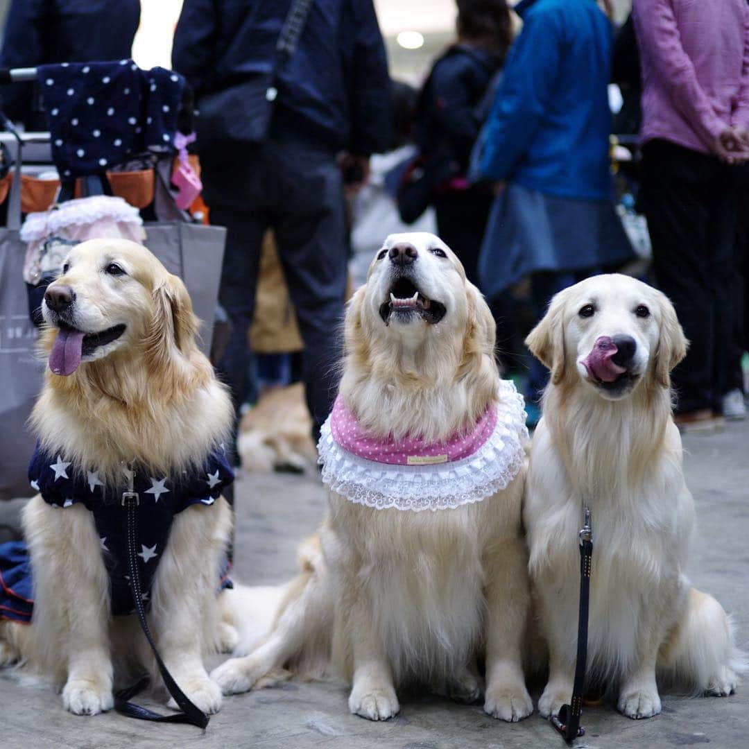 のインスタグラム：「People from around the world gathered for the annual FCI Japan International Dog Show being held at Tokyo Big Sight from March 30 to 31. The event is the biggest dog show in Japan, with 2,201 canines representing 134 different breeds at this year’s edition, which marks the 70th anniversary of the foundation of the Japan Kennel Club. "They must have a normal life," says handler and trainer Sergio Amien. "They have to be able to go outside and run around. That’s very important. Many people think that dog shows give dogs a hard life, but his life is easy.” Read the full story and see the video with the link in our bio. (@ryuseitakahashi217 photos) . . . . . . #Japan #Tokyo #dogs #dogshow #dogsofinstagram #dogstagram #dog #doggo #日本 #東京 #犬 #犬のいる生活 #ドッグ #🐩」