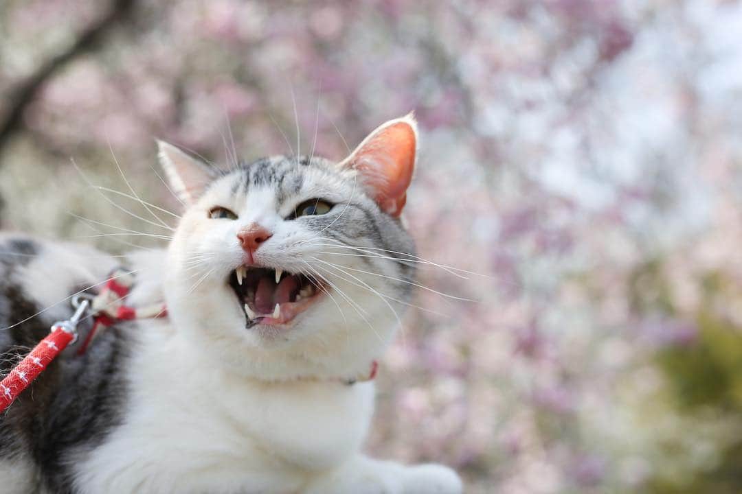 Natsukiのインスタグラム：「桜×しらす  #cat  #scottishfold  #猫のいる暮らし  #sakura  #flower」