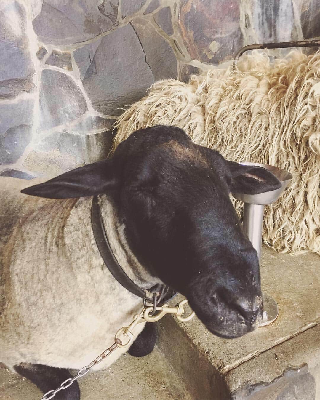 階上実穂さんのインスタグラム写真 - (階上実穂Instagram)「6日目はAgrodome羊の毛刈りショー🐏🌳 前日にドライヤーがぶっ壊れたせいで頭ボッサボサでやってきたw  #nz🇳🇿 #ニュージーランド旅行 #newzealand #rotorua #agrodome #羊の毛刈りショー #sheep🐑」4月11日 15時28分 - miho_ishigami