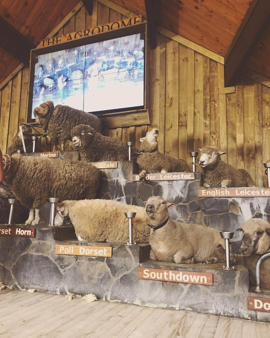 階上実穂さんのインスタグラム写真 - (階上実穂Instagram)「6日目はAgrodome羊の毛刈りショー🐏🌳 前日にドライヤーがぶっ壊れたせいで頭ボッサボサでやってきたw  #nz🇳🇿 #ニュージーランド旅行 #newzealand #rotorua #agrodome #羊の毛刈りショー #sheep🐑」4月11日 15時28分 - miho_ishigami