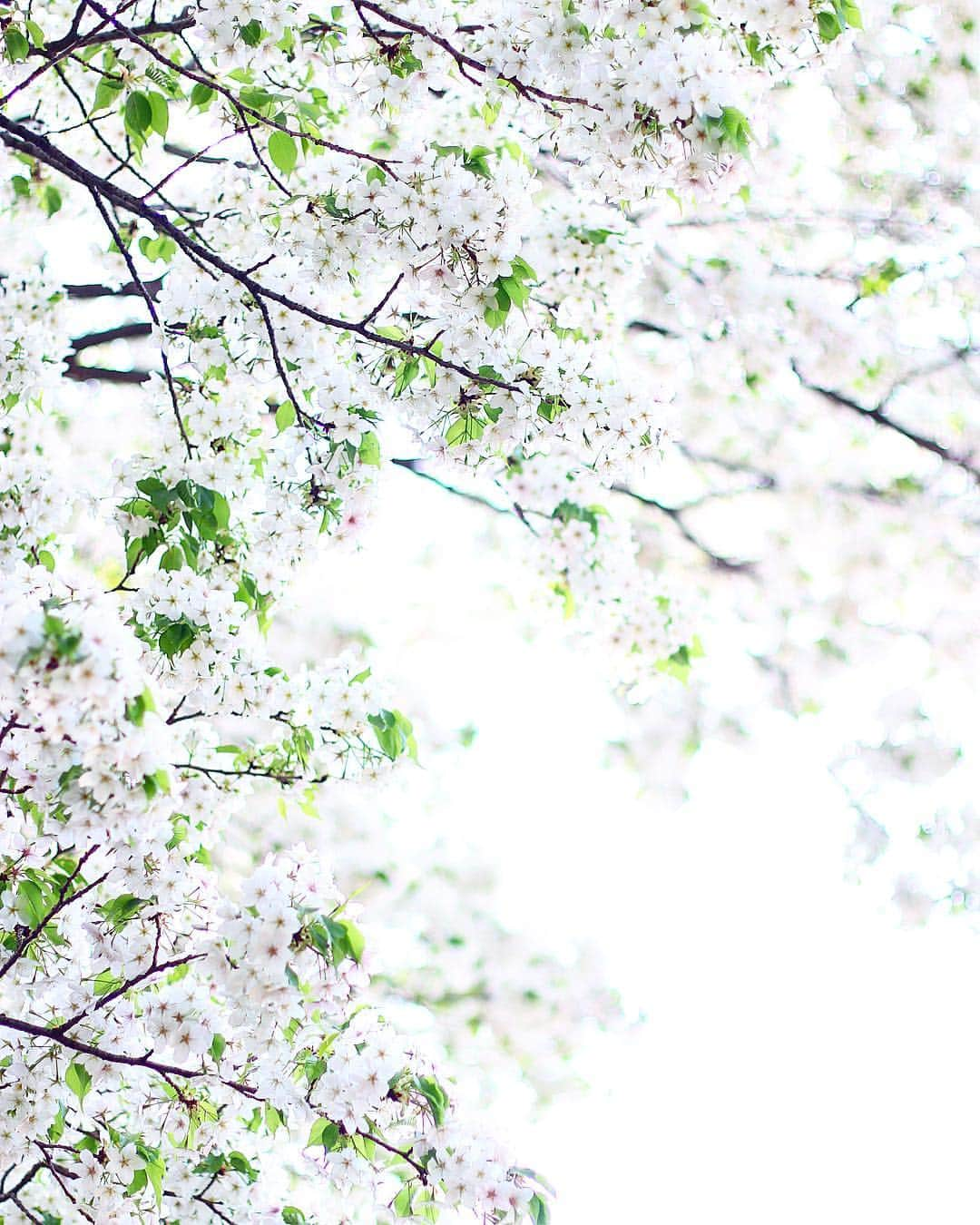 rieさんのインスタグラム写真 - (rieInstagram)「. . 野生の山桜。 . . さむすぎる。 風は強くて桜もぶれぶれ。 今年は桜日和が少なくて さみしいな。 . . .」4月11日 15時21分 - riecru