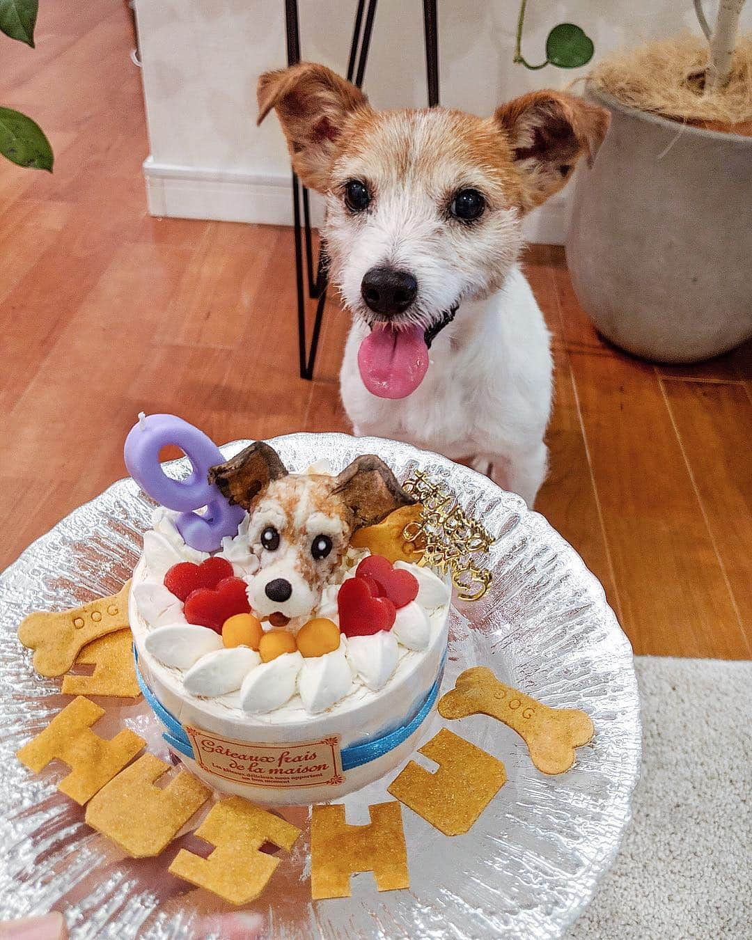 ソンイさんのインスタグラム写真 - (ソンイInstagram)「シュシュ🐶💫﻿ ９歳のお誕生日おめでとう🎂💗🎈🎁﻿ ﻿ ポポが家族になった時も、息子の時も、大歓迎って訳ではないけど「まぁ仲良くしてやるかぁ😒👍🏻」と不器用な優しさでお兄ちゃんをしてくれてるシュシュ😢🌼﻿ ﻿ 白髪は増えてきたけど、ジャックラッセルならではなわんぱくぶりはおじいちゃんになっても健在🎾﻿ ﻿ まだまだ元気でいてね、だいすきだよ❤️﻿ ﻿ #ジャックラッセルテリア #jackrussellterrier #愛犬」4月11日 15時46分 - sunwei1013