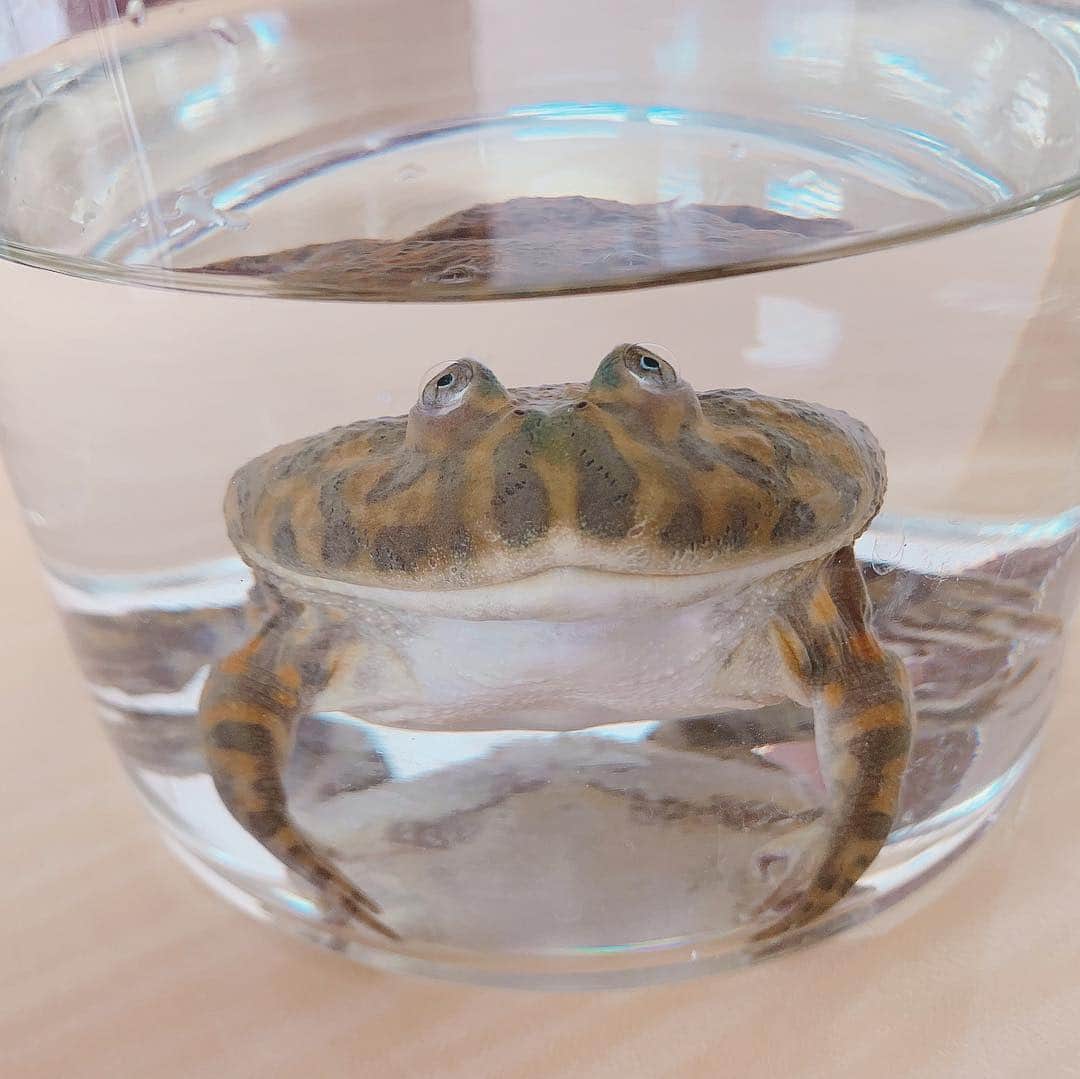 高松雪乃さんのインスタグラム写真 - (高松雪乃Instagram)「高松部屋 大関丸目タピノ丸。 はっけよーい、のこった！  #マルメタピオカガエル #バジェットガエル #両生類 #カエル #はちゅドル #budgettsfrog #frog」4月11日 15時55分 - yukinotakamatsu
