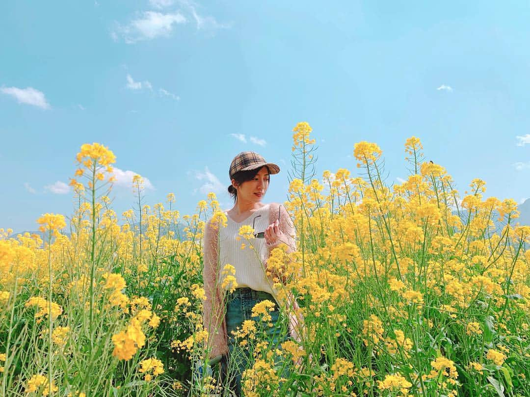 瀬口かなさんのインスタグラム写真 - (瀬口かなInstagram)「先日熊本行ったんだ！ 菜の花が凄く綺麗だった〜🥺🌼✨ ．  本当は桜を見に行ったんだけど前夜の雨風でちょっと散っちゃってた。。 ．  黄色の中に埋まってるとナウシカみたいだよね〜😂✨ #一心行の大桜 #菜の花 #熊本 #阿蘇 #南阿蘇村」4月11日 15時52分 - seguchikana