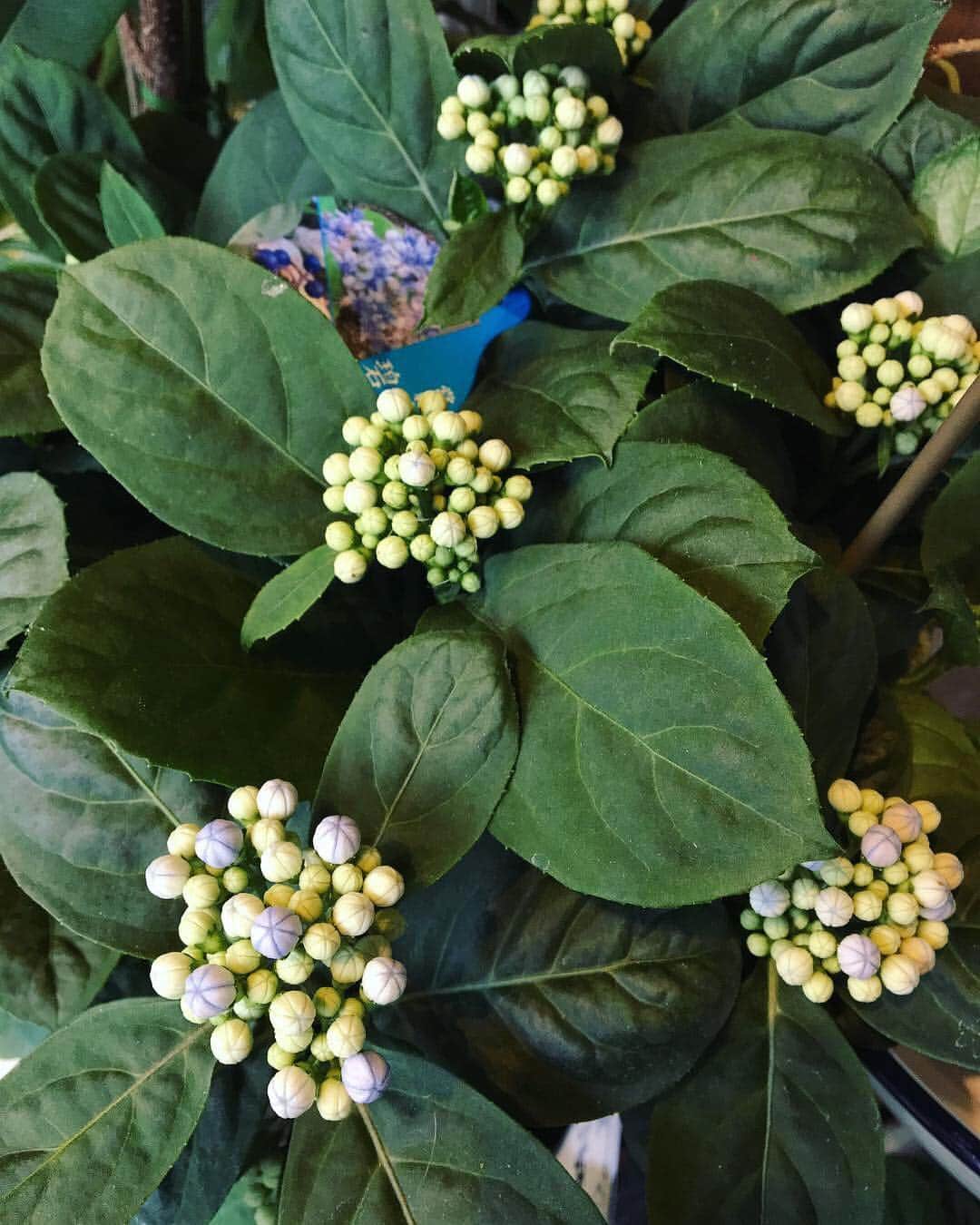 MILLE ECLAT.のグルメインスタ