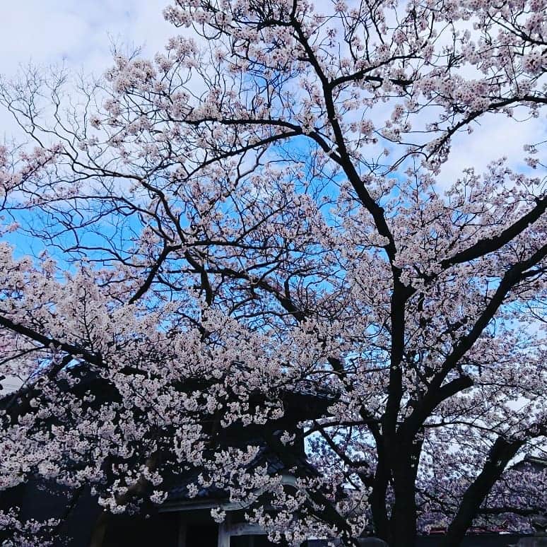 伊勢みずほさんのインスタグラム写真 - (伊勢みずほInstagram)「スパイスたっぷり！身体ぽかぽか。 でも桜を見てたらまたひんやり🐧  #新潟市 #古町 #スパイスプッシャー164 #チキンカレーとキーマカレーのあいがけ #美味でした #桜 #満開 #お花見 #寒いよ  #ランチデート #ありがとう😆」4月11日 15時59分 - isemizuhoo