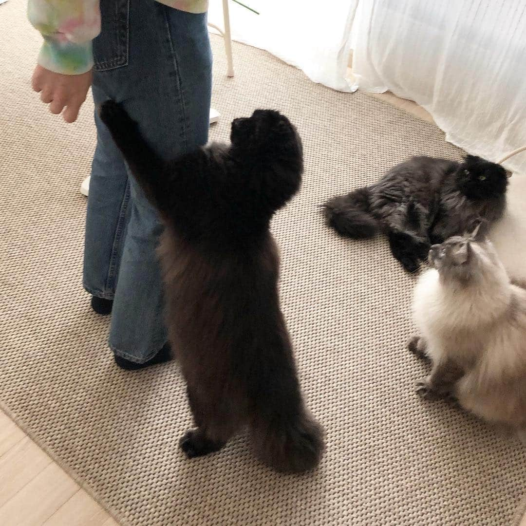 ギモさんのインスタグラム写真 - (ギモInstagram)「이모 바짓가랭이 붙잡는 긤형ㅋ 2번 사진 옆모습 둘리냐구여ㅋㅋㅋㅋ🤣 #cat #토토상회 #섰긤 #갱아지풀흔들기전엔못간다」4月11日 16時00分 - 1room1cat