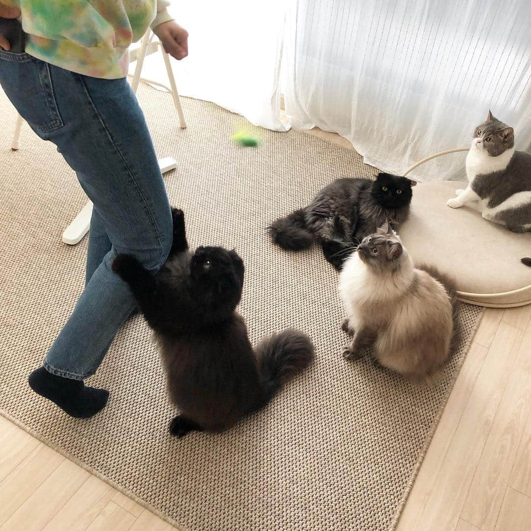 ギモさんのインスタグラム写真 - (ギモInstagram)「이모 바짓가랭이 붙잡는 긤형ㅋ 2번 사진 옆모습 둘리냐구여ㅋㅋㅋㅋ🤣 #cat #토토상회 #섰긤 #갱아지풀흔들기전엔못간다」4月11日 16時00分 - 1room1cat