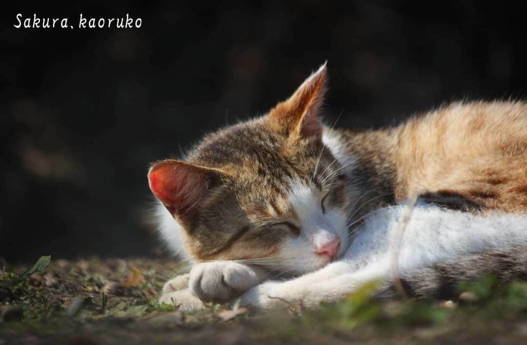 NEKOくらぶさんのインスタグラム写真 - (NEKOくらぶInstagram)「|| はぁ～ 春はいくらでも眠れるにゃ～ ❤⠀ @sakura.kaoruko さんの作品ですにゃ（＝ΦωΦ＝）⠀ *⠀ いいね！＆コメント大歓迎！！⠀ *⠀ #nekoclub #NEKOくらぶ #Japan #Photo #写真 #日本 #cat #ネコ #ねこ #猫 ⠀ Follow: @nekoclub_jpn⠀ *⠀ ▼【廣済堂出版共同企画】NEKOくらぶの皆さまとつくる「NEKOくらぶ写真集」、発売中♪（＝ΦωΦ＝）⠀ ※詳細は本アカウント「 @nekoclub_jpn 」のプロフィールに固定しているハイライトから」4月11日 16時00分 - nekoclub_jpn