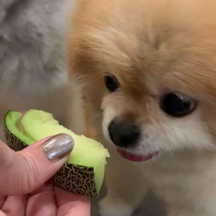 Ella Chuffyのインスタグラム：「Fruit of the day, it’s cantaloupe!!!🍈 This’s my first piece. Chuffy already ate 2 pieces....cool down chuff!! . . . . . . . . #ellachuffy #pet #petstagram #pomeranianpage #pomeraniansofinstagram #teacuppoms #cutedogs #pomeranian_lovers #pomeranianlife #pomeranianworld #teddybeardog #pomeranian #puppylove #aplacetolovedogs #dogoftheday #justpomeranians #fluffypack #dogoftheday #anmlsposts #thedailypompom #picoftheday #iflmdog #犬 #狗 #everydaydoglover #puppiesofweek #pomeranianww #justpomeranians」
