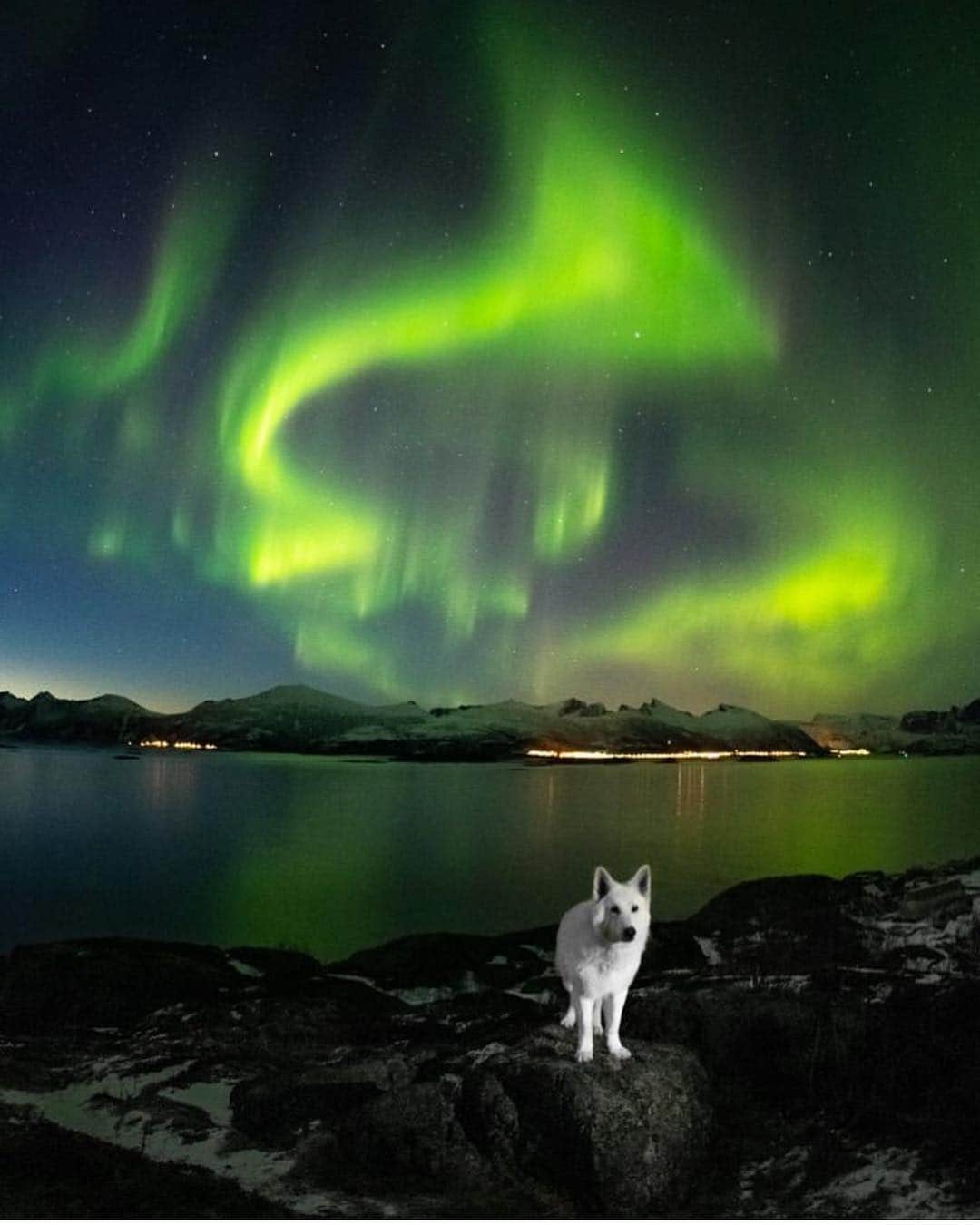 のインスタグラム：「“Last night was sooo breathtaking - Lady Aurora dances and danced and Rasta? He just looked fantastic in all that green light!” writes @rastawhiteshepherd 📸 @michelphotography_ch」