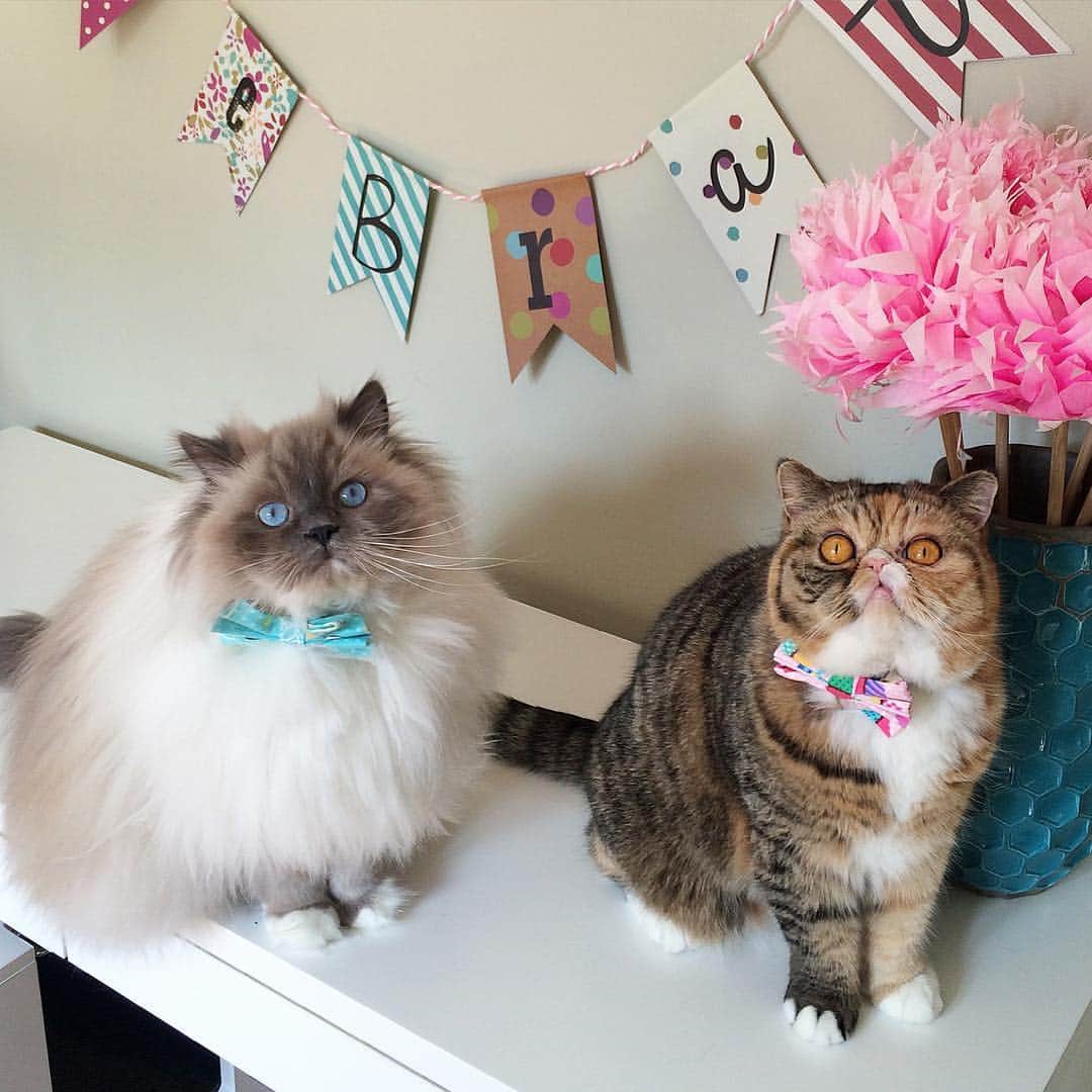 Tinaのインスタグラム：「#NationalPetDay is everyday with George & Wheezy! 😻🥳❤️」