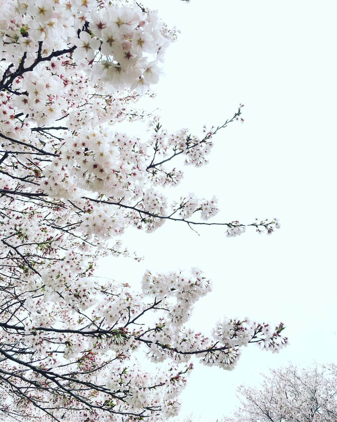 藤井惠さんのインスタグラム写真 - (藤井惠Instagram)「今日の桜 驚く程満開  #桜 #満開 #向町公園 #cherryblossom」4月12日 2時00分 - megumi_fujii