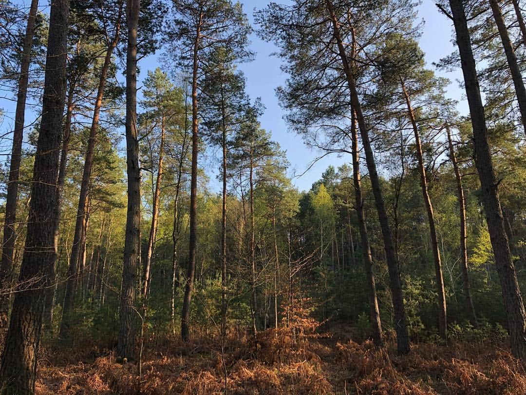 キャロライン・シノさんのインスタグラム写真 - (キャロライン・シノInstagram)「Spring is here🌱🌿 . . . . . . . . . . . . . . #fontainebleau #fontainebleaubouldering #climbing #fontainebleauforest #fontainebleautourisme #fontainebleaumaville #bouldering #boulderinglife #climbing_is_my_life #climbingismypassion #climbingisbliss @arkose.climbing @snap.climbing」4月12日 2時12分 - carosinno