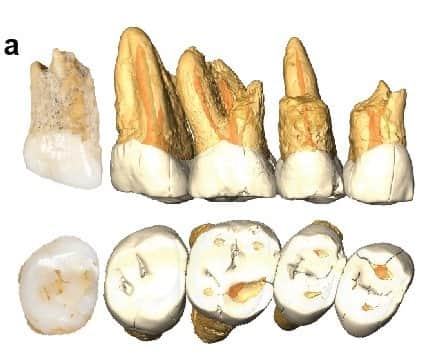 ルモンドさんのインスタグラム写真 - (ルモンドInstagram)「L’album de la famille humaine compte désormais une page de plus. Des fossiles de « l’Homo luzonensis », datés de 50 000 à plus de 67 000 ans ont été trouvés dans une grotte de l’île de Luçon, la plus grande île des Philippines. Ses phalanges de pied suggèrent des capacités de préhension, liées à une morphologie qu’on ne retrouve pas chez l’Homo sapiens (vous et nous). Le premier des fossiles philippins a été retrouvé dans la grotte de Callao en 2007 par Armand Salvador Mijares (Muséum national des Philippines). Il s’agissait d’un métatarse (un os du pied) qui avait une forme bizarre et avait pu être daté d’au moins 67 000 ans. - En image, des dents maxillaires retrouvées lors des fouilles (Callao Cave Archaelogy Project) - #science #archeologie #homoluzonensis」4月12日 2時14分 - lemondefr