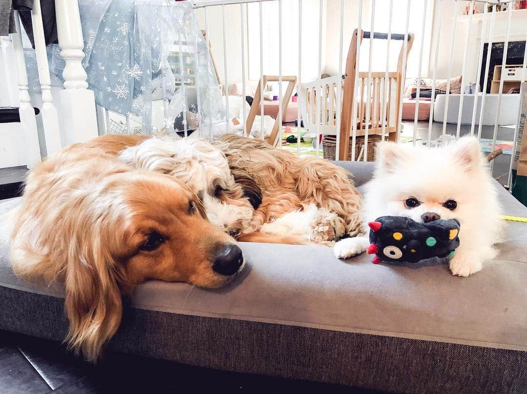 Buddy Boo Blueさんのインスタグラム写真 - (Buddy Boo BlueInstagram)「Guess who has the most attitude? Bean update: He definitely trusts us so much more now ... both humans and dogs ❤️ #smallandmighty」4月12日 2時22分 - buddyboowaggytails