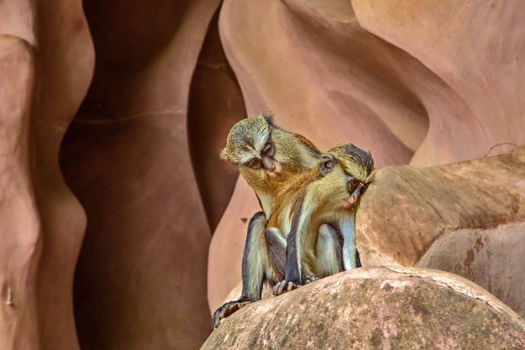 ナショナルジオグラフィックさんのインスタグラム写真 - (ナショナルジオグラフィックInstagram)「Photo by @andrewesiebo | Motherhood at the Osun-Oshogo sacred groove, Osun State, Nigeria: a monkey scratching her baby monkey's back. The dense forest of the Osun Sacred Grove, on the outskirts of the city of Osogbo, is one of the last remnants of primary high forest in southern Nigeria. Regarded as the abode of the goddess of fertility Osun—one of the pantheon of Yoruba gods—the landscape of the grove and its meandering river is dotted with sanctuaries and shrines, sculptures and artworks in honor of Osun and other deities. The sacred grove, which is now seen as a symbol of identity for all Yoruba people, is probably the last in Yoruba culture. It testifies to the once widespread practice of establishing sacred groves outside all settlements.」4月11日 18時04分 - natgeo