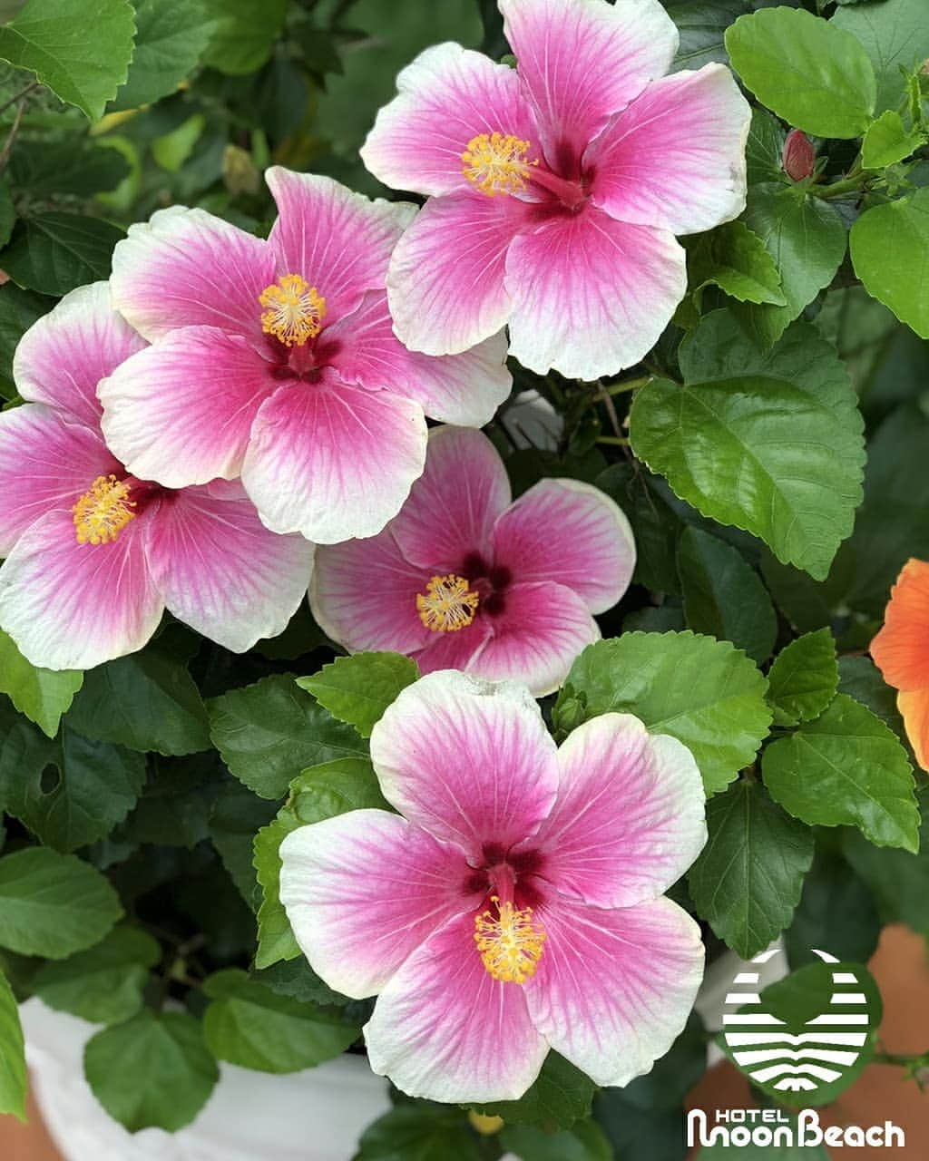 ホテルムーンビーチさんのインスタグラム写真 - (ホテルムーンビーチInstagram)「可憐に咲くハイビスカス Hibiscus #沖縄 #okinawa #恩納村 #沖縄サンセット #summer #beach #pool #hotel #旅行 #海 #westcoast #vacances #夏 #旅 #infinity #女子旅 #ビーチ #プール #リゾート #sunset #夕焼け #夕陽 #instagram #photo #travelphotography #写真 #インスタ映え #japan #moonbeach #docomomo」4月11日 18時09分 - themoonbeachmuseumresort