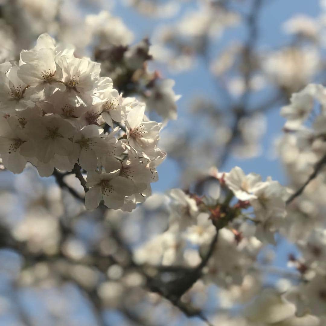 佐々麻梨江さんのインスタグラム写真 - (佐々麻梨江Instagram)「Sakura is almost gone... お花見は年に一回すれば十分です🌸 * * * みんなで持ち寄って代々木公園。１２時からは人が多すぎて、朝から来てよかった🌤 * * * 結構長い間ダラダラいて、そのあとゴルフ打ちっぱなしに行ったらさすがに疲れました⛳️🏌️‍♀️ * * * #ohanami #picnic #bento #お花見  #お弁当 #キンパ #キッシュ #手羽先 #ピクルス 持って行ったよ いつも作ってるけど大人数向けのキンパは巻くの大変だった🍙」4月11日 18時18分 - maries129
