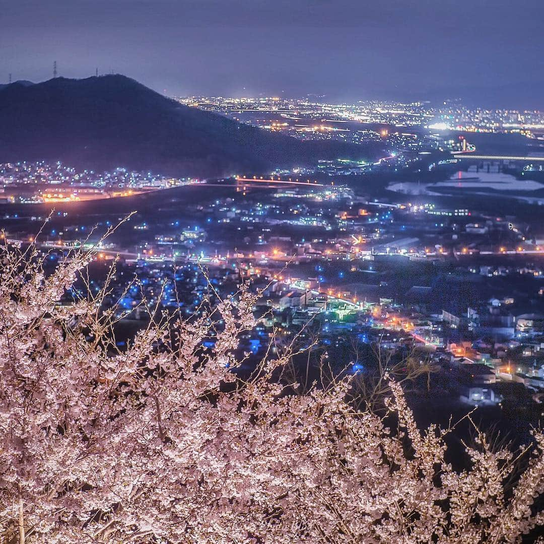 コサさんのインスタグラム写真 - (コサInstagram)「最初が峰のライトアップ桜🌸 ブルーの桃山町の夜景とピンクの桜はとてもキレイです🤩 青い点々はウミホタルみたい👍とよしこさんが言ってました😁 . 昨晩、SDからPCへ取り込んだはずのデータが消失😇 フォルダを開いてもからっぽ😱 時間がかかりましたが、何とかSDからデータ復元で戻りました😜 . Location:和歌山 Wakayama/Japan Data:2019.4.4 . #art_of_japan_ #tokyocameraclub #dpj_member #team_jp_ #IG_PHOS #photo_jpn #ptk_japan #pt_life_ #bestjapanpics #Lovers_Nippon #light_nikon #sorakataphoto #LBJ_members #japan_great_view #広がり同盟メンバー #nipponpic_member #s_shot #special_spot_member #Rox_Captures  #IGersJP #japan_night_view_member #桜旅のセカイ #night_captures #ADDICTED_TO_NIGHTS #super_night_channel #LBJ_桜2019 #apj_桜フェス2019 #as_桜2019 #team_jp_春色2019 #あえてシェア」4月11日 18時20分 - kosa_photo