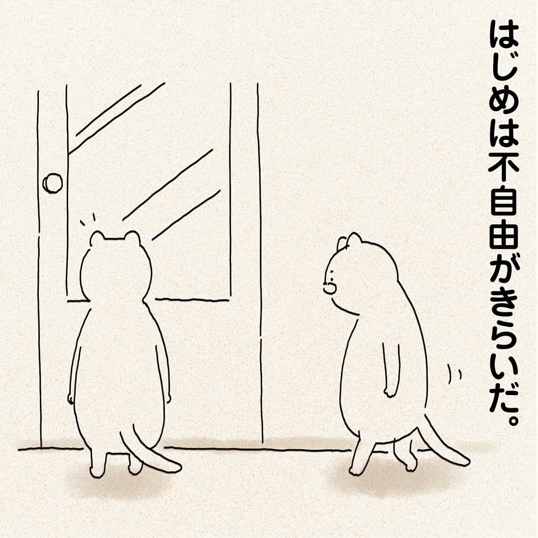 つむぱぱさんのインスタグラム写真 - (つむぱぱInstagram)「・ 我が家のねこさん、はじめくんの話です。 ・ 嫌がらせをしてきて、困っています。 ・ #ねこ #はじめ #マンガ」4月11日 18時37分 - tsumugitopan