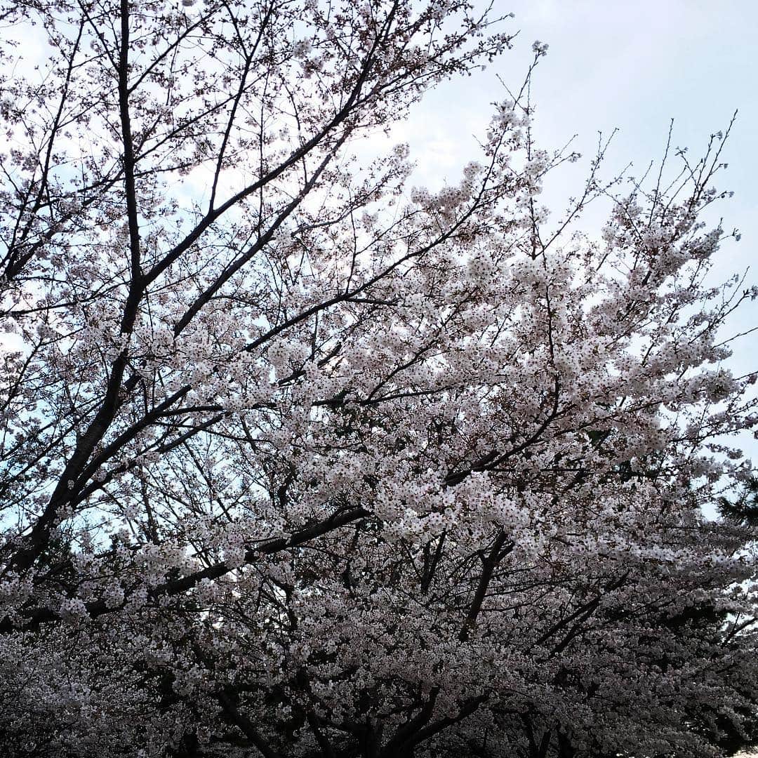 日岡なつみさんのインスタグラム写真 - (日岡なつみInstagram)「今年見た桜！ 昼も夜もよい。🌸」4月11日 18時36分 - hiokanatsumi