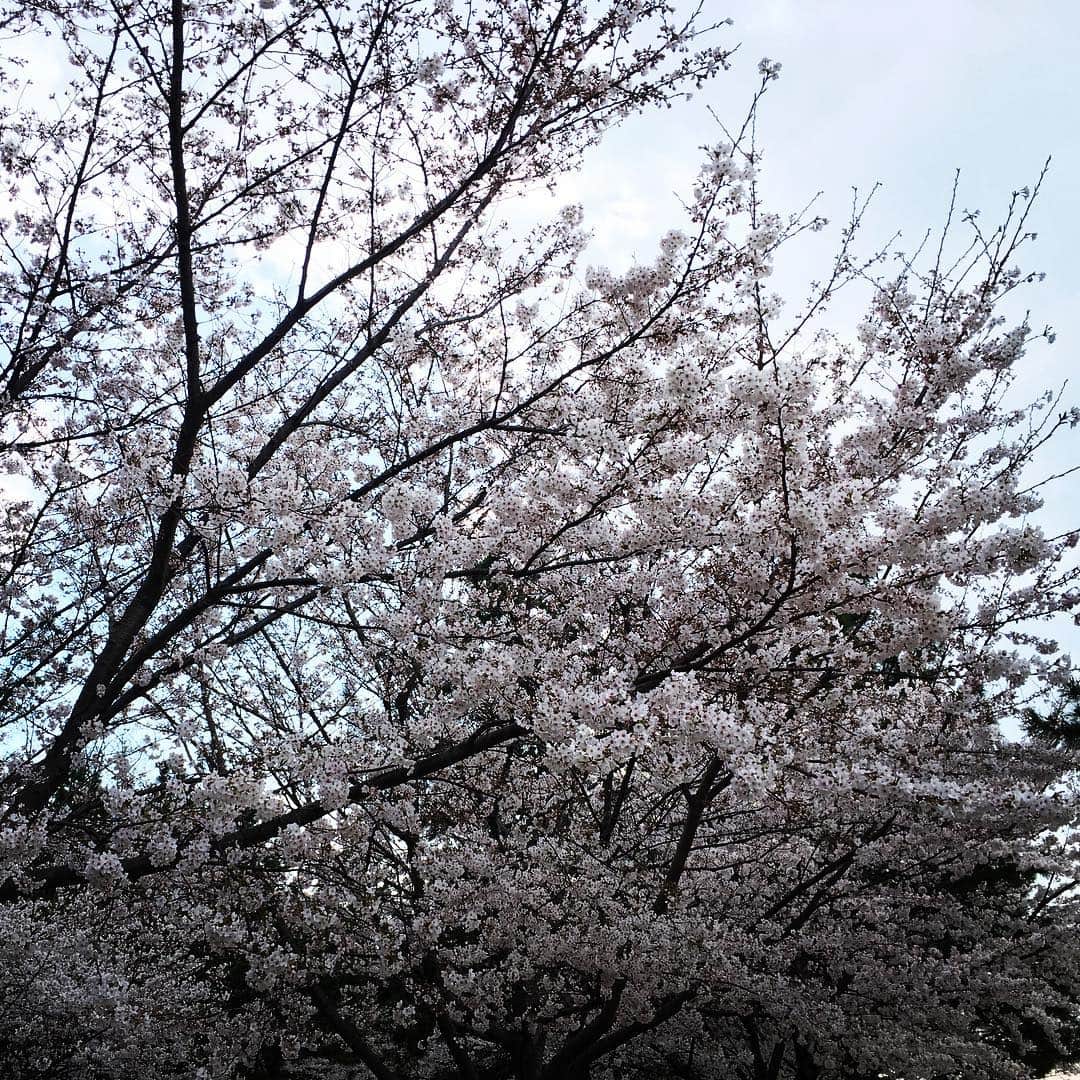 日岡なつみのインスタグラム：「今年見た桜！ 昼も夜もよい。🌸」