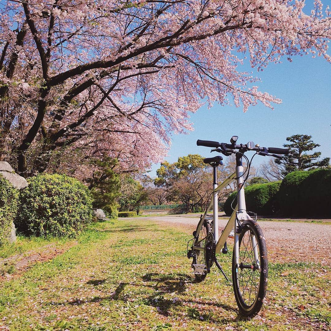 KhodaaBloomのインスタグラム：「皆さん、たくさんの #KBお花見ライド の写真を投稿していただきありがとうございました！ . 先週は #名古屋サイクルスポーツデイズ の帰りに名古屋城周辺をサイクリングしてきました。名古屋城の園内には、ソメイヨシノやシダレザクラを中心に約10種類、約1,000本の桜があり、満開に咲き乱れていました。これぞ日本の春ですね。 . お花見シーズンはこれから、という方の投稿をどんどんお待ちしています！ . #KhodaaBloom #コーダーブルーム #RAIL20 #RAIL #レイル」