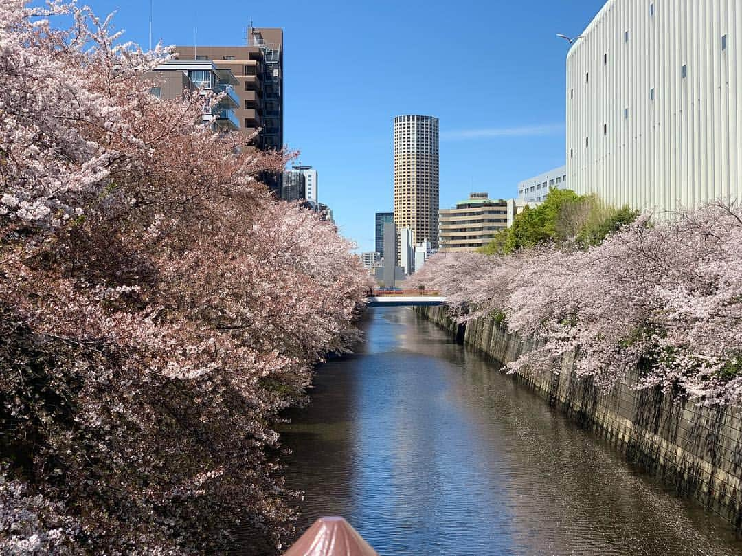 イッシーさんのインスタグラム写真 - (イッシーInstagram)「目黒川〜お昼ver〜 #目黒川」4月11日 19時16分 - mikankun141