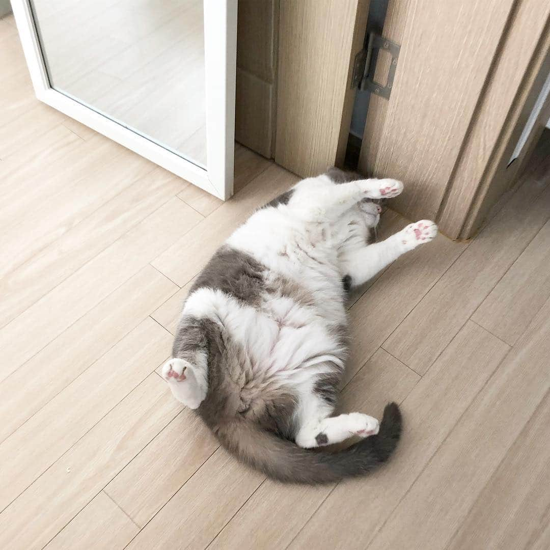 ギモさんのインスタグラム写真 - (ギモInstagram)「요새 우리 시오ㅋㅋ 말도 안되는 길목에서 자꾸 발라당🐾 그래도 새집에 잘 적응해줘서 너무 고맙시오💗 #cat #sio #누웠시오 #핑크젤리 #뒷발에점은사랑」4月11日 19時13分 - 1room1cat