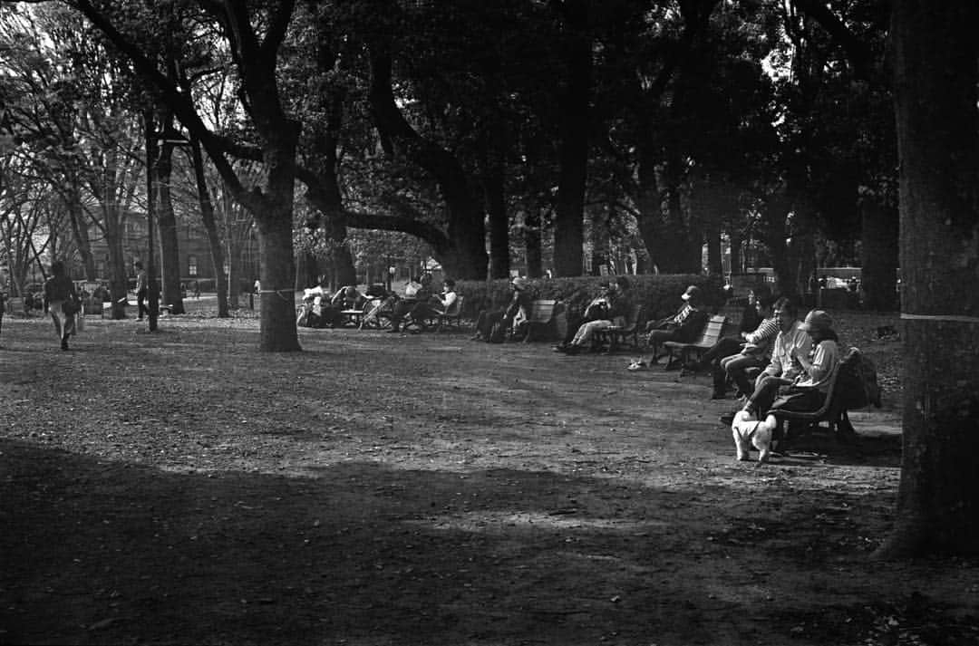 田島貴男さんのインスタグラム写真 - (田島貴男Instagram)「谷中霊園 上野公園 #フィルムカメラ #leicam2 #summilux50  #summaron35  #trix400  #自家現像」4月11日 19時27分 - tajimatakao