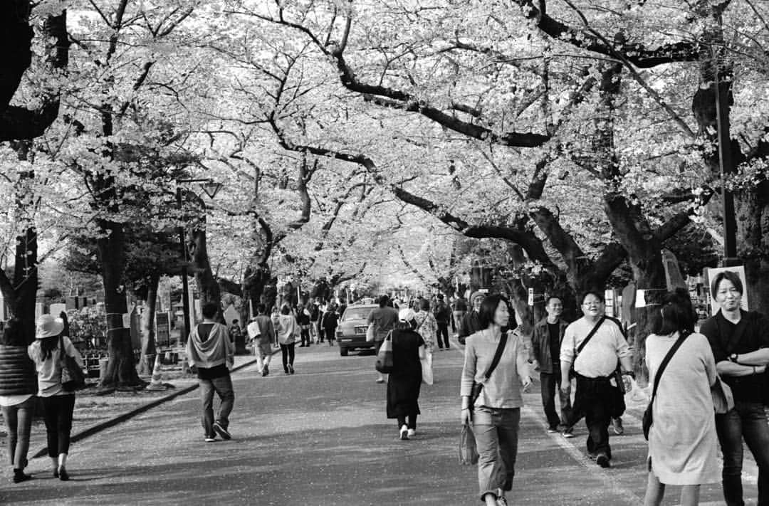 田島貴男さんのインスタグラム写真 - (田島貴男Instagram)「谷中霊園 上野公園 #フィルムカメラ #leicam2 #summilux50  #summaron35  #trix400  #自家現像」4月11日 19時27分 - tajimatakao